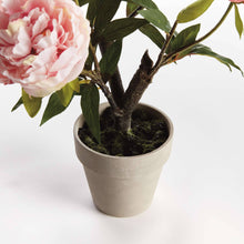Load image into Gallery viewer, Peony Potted Drop-In 18" - Light Pink