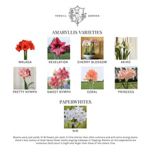 Load image into Gallery viewer, Paperwhite Compote Potted Garden