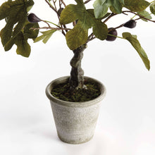 Load image into Gallery viewer, Fig Tree With Figs Potted Drop-In 34"