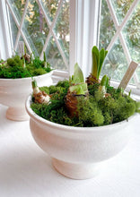 Load image into Gallery viewer, Paperwhite Compote Potted Garden