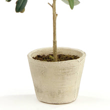Load image into Gallery viewer, Olive Tree With Fruit In Pot 19.5"