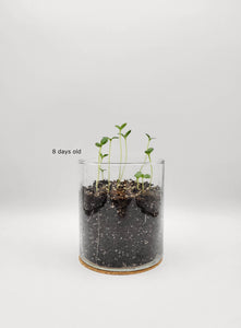Essential | Happy Birthday Flower Garden | Best Seller