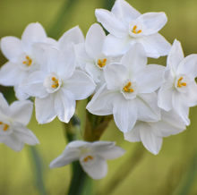 Load image into Gallery viewer, Paperwhite Compote Potted Garden