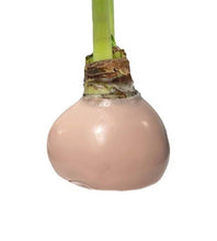 Load image into Gallery viewer, Luna Amaryllis With Gossamer Pink Wax Base (White Flower)