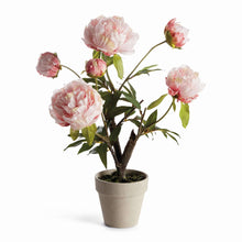 Load image into Gallery viewer, Peony Potted Drop-In 18" - Light Pink