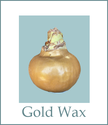 Christmas Gift Amaryllis Bulb- Gold Wax