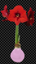 Load image into Gallery viewer, Valentines Mixed Wax Bulbs