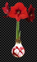 Load image into Gallery viewer, Valentines Mixed Wax Bulbs