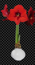 Load image into Gallery viewer, Valentines Mixed Wax Bulbs