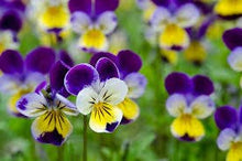 Load image into Gallery viewer, Garden in a Bag | Happy Birthday | Best Seller