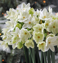 Load image into Gallery viewer, Paperwhite Compote Potted Garden