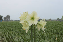 Load image into Gallery viewer, Luna Amaryllis With Gossamer Pink Wax Base (White Flower)