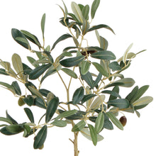 Load image into Gallery viewer, Olive Tree With Fruit In Pot 19.5"