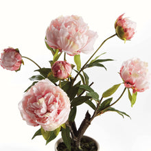 Load image into Gallery viewer, Peony Potted Drop-In 18" - Light Pink