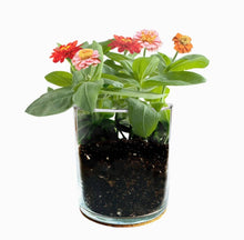 Load image into Gallery viewer, Essential | Happy Birthday Flower Garden | Best Seller