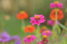 Load image into Gallery viewer, Essential | Happy Birthday Flower Garden | Best Seller