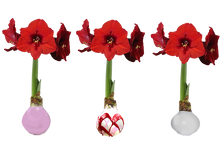 Load image into Gallery viewer, Valentines Mixed Wax Bulbs